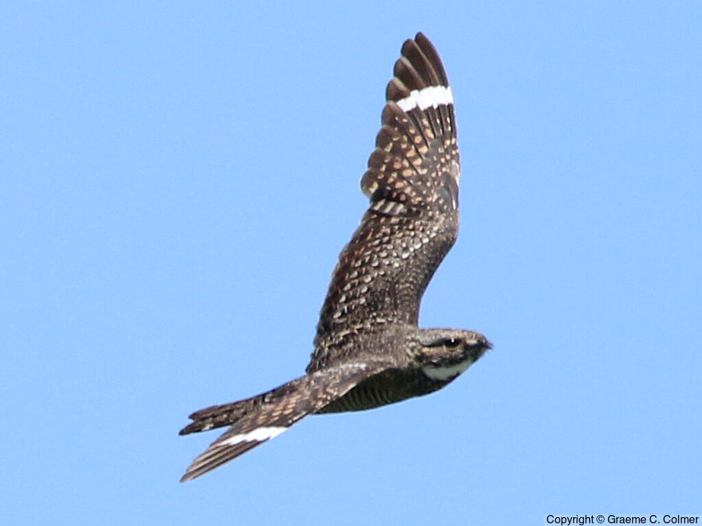 Lesser Nighthawk (Chordeiles acutipennis) - Adult