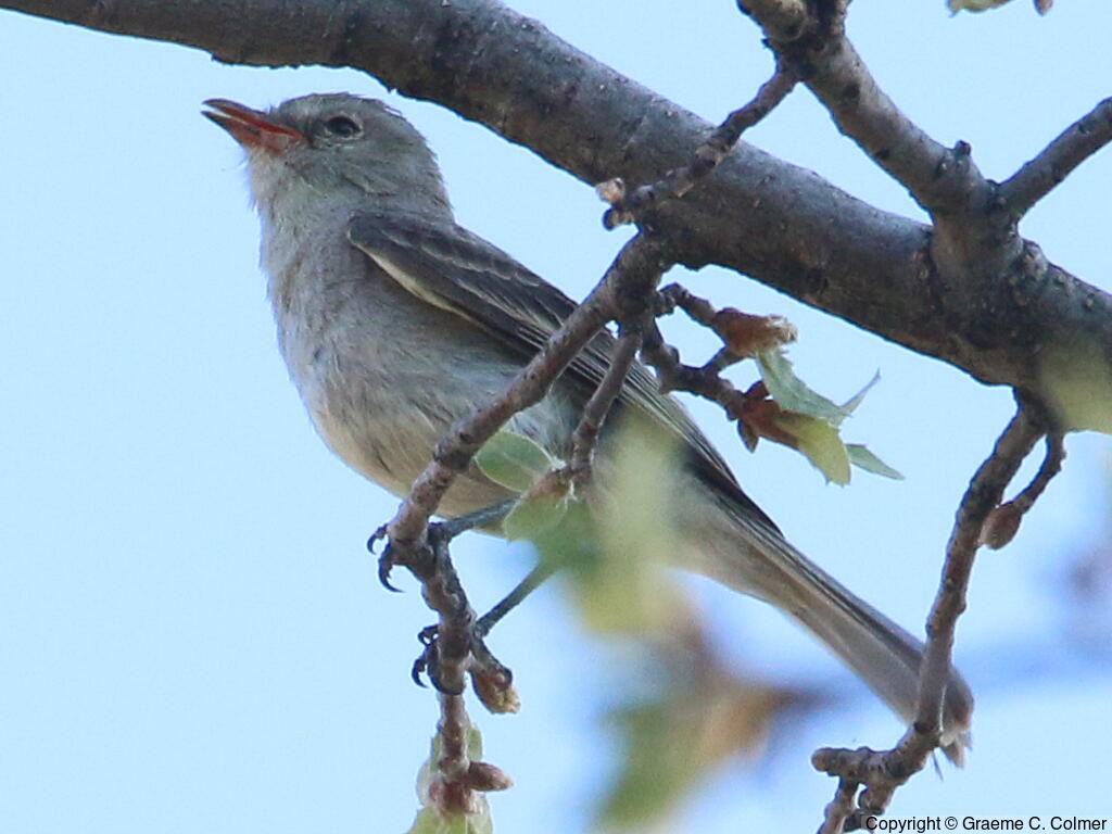 Northern Beardless-Tyrannulet (Camptostoma imberbe) - Adult