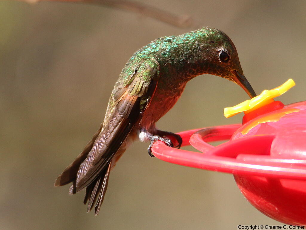 Berylline Hummingbird (Saucerottia beryllina) - Adult