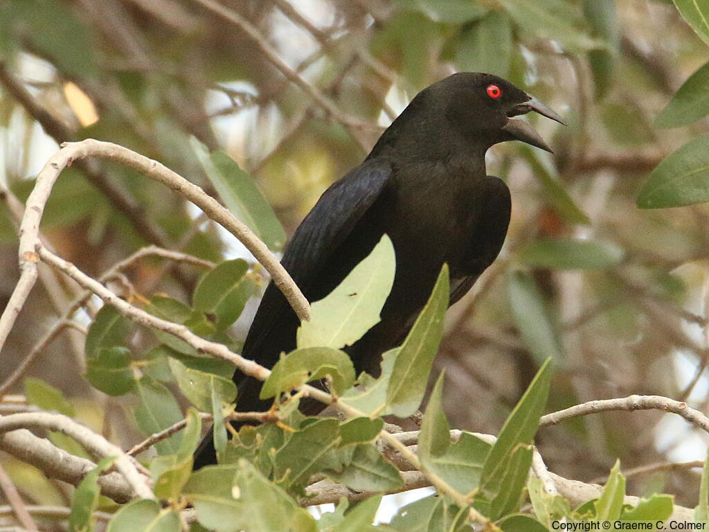 Bronzed Cowbird (Molothrus aeneus) - Adult male