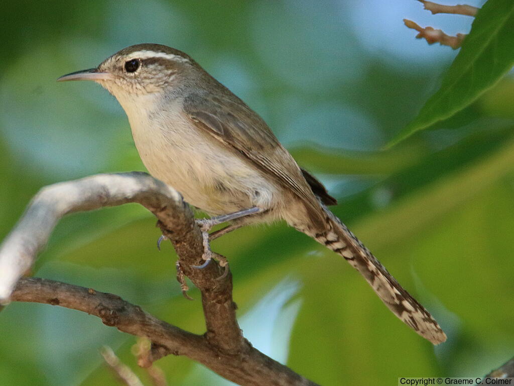 Bewick's Wren (Thryomanes bewickii) - Adult