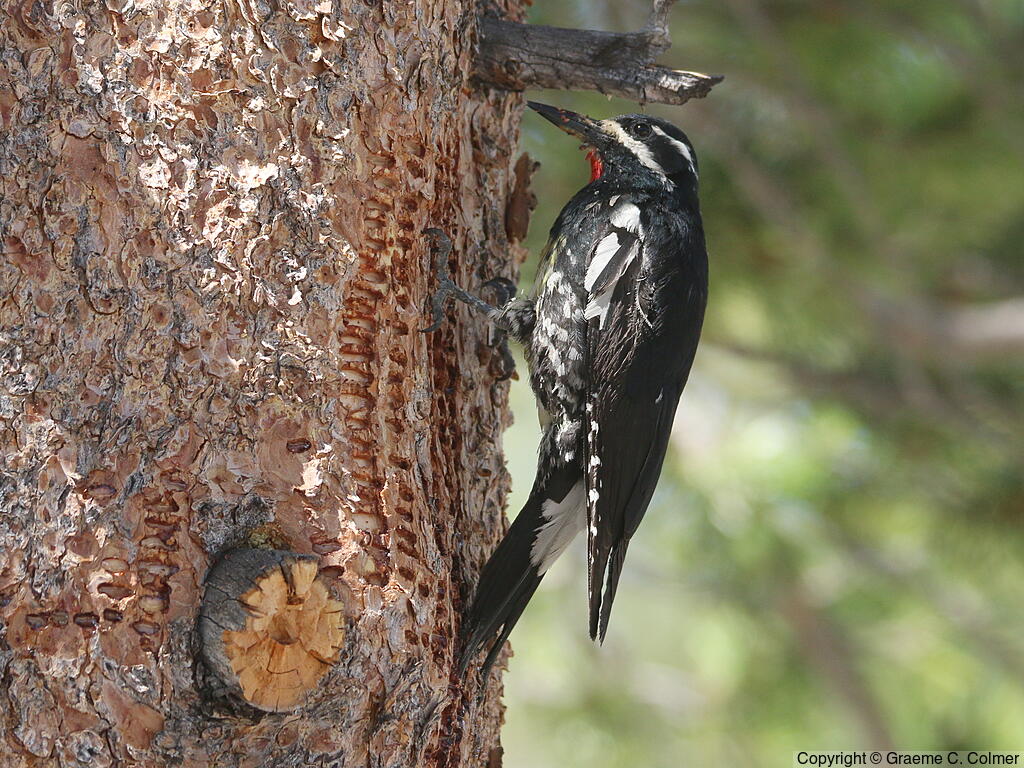Williamson's Sapsucker (Sphyrapicus thyroideus) - Male drilling “sap wells”