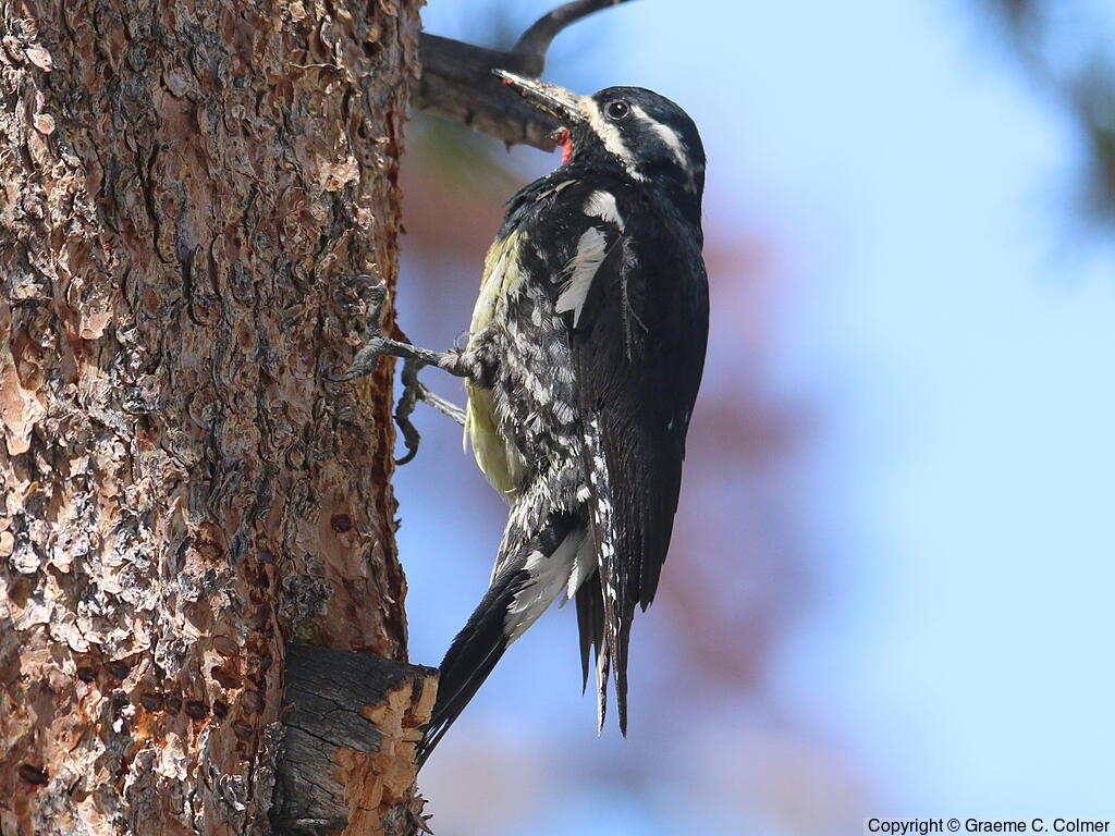 Williamson's Sapsucker (Sphyrapicus thyroideus) - Adult male