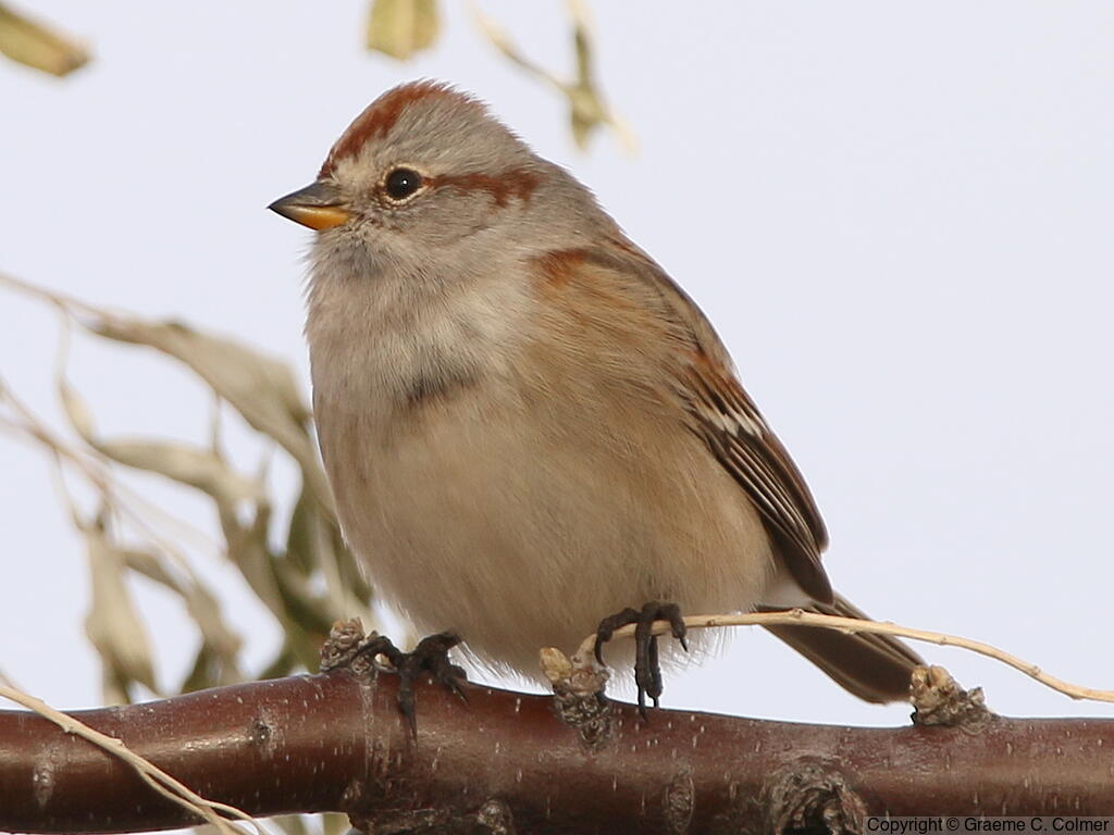 American Tree Sparrow (Spizelloides arborea) - Adult