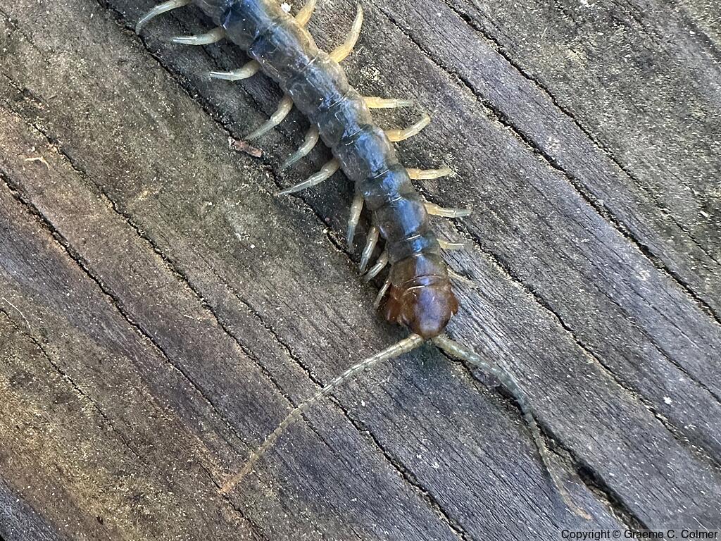 Common Desert Centipede (Scolopendra polymorpha) - Adult
