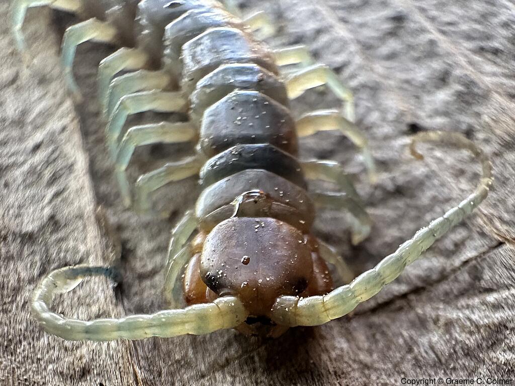 Common Desert Centipede (Scolopendra polymorpha) - Adult