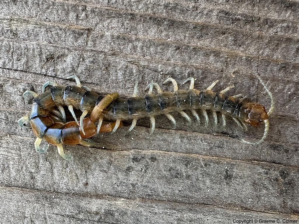 Common Desert Centipede (Scolopendra polymorpha) - Adult