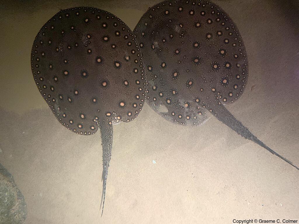 Potamotrygon motoro - Adults