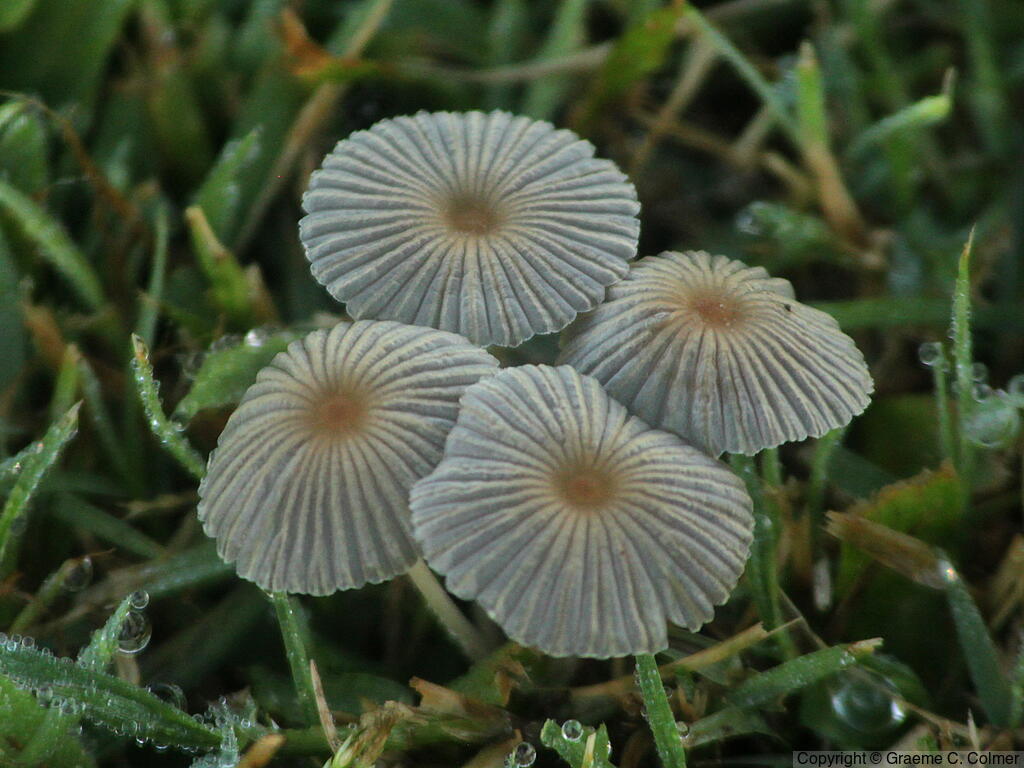 Pleated Inkcap (Parasola plicatilis) - Pleated Inkcap