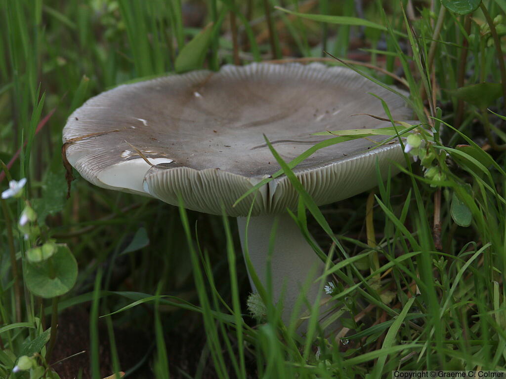 Stubble Rosegill (Volvopluteus gloiocephalus) - Stubble Rosegill