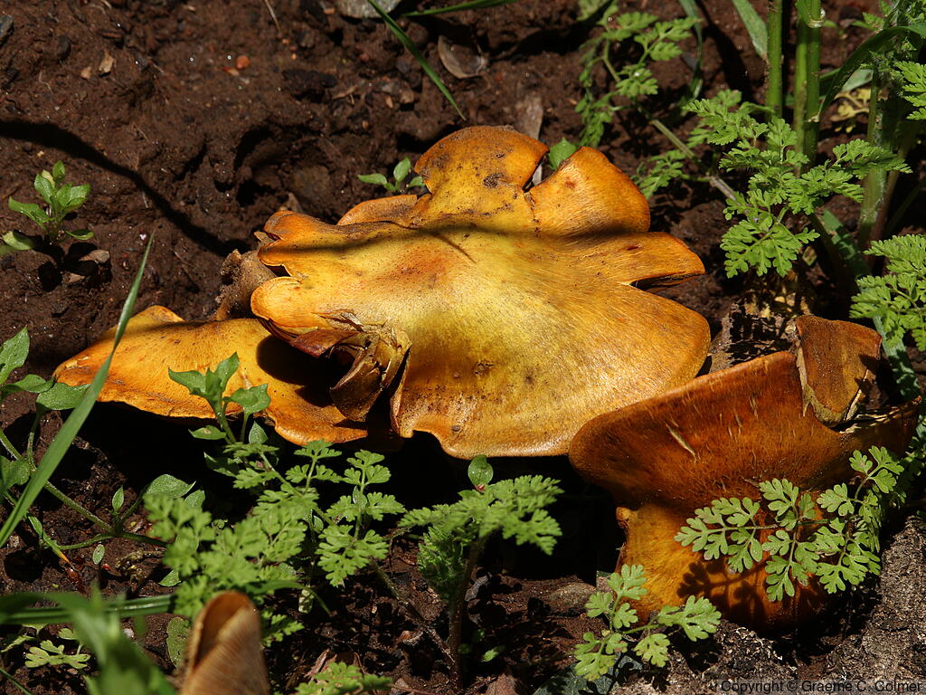 Western Jack-o'-lantern Mushroom (Omphalotus olivascens) - Western Jack-o'-lantern Mushroom