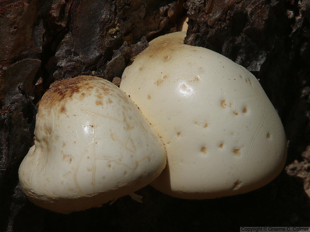 Veiled Polypore (Cryptoporus volvatus) - Veiled Polypore