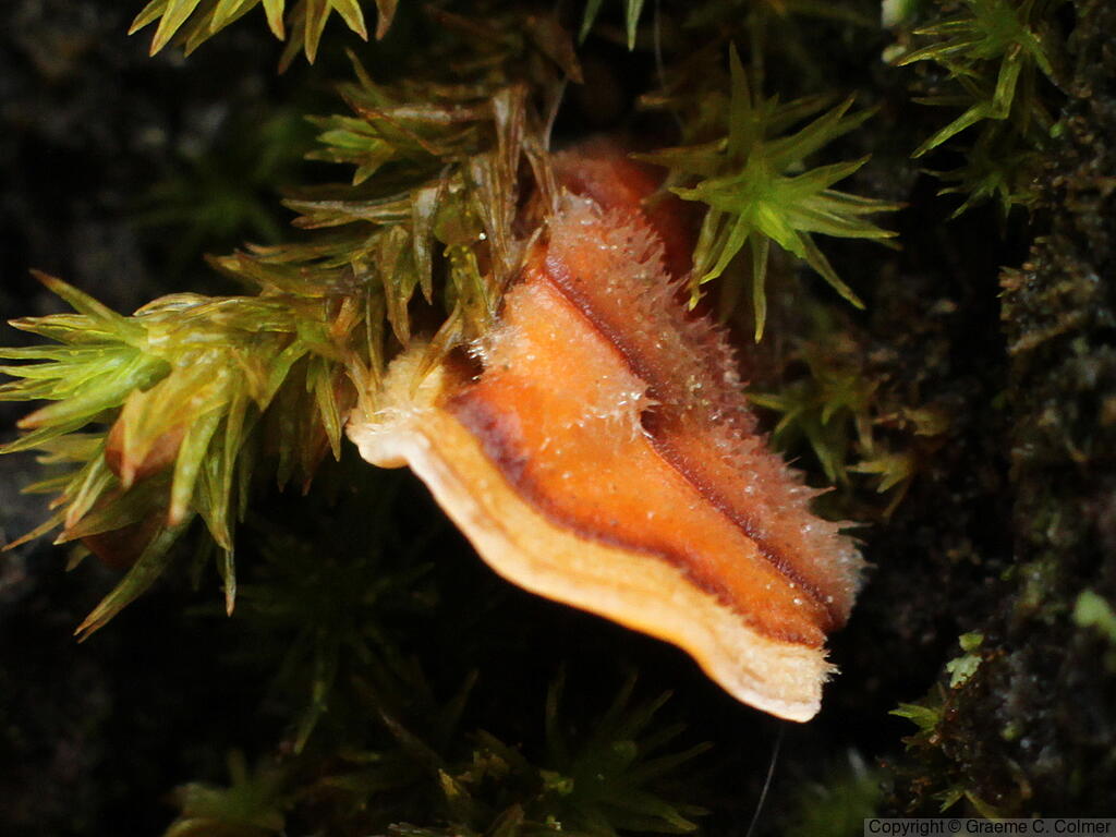 Turkey Tail (Trametes versicolor) - Turkey Tail