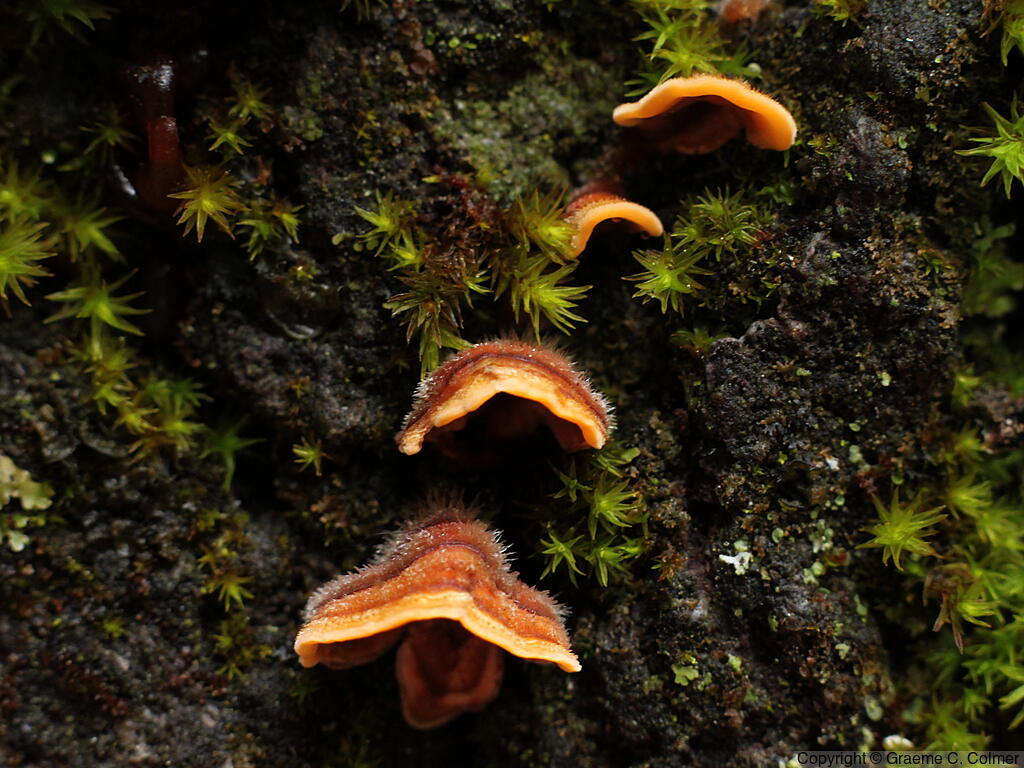 Turkey Tail (Trametes versicolor) - Turkey Tail