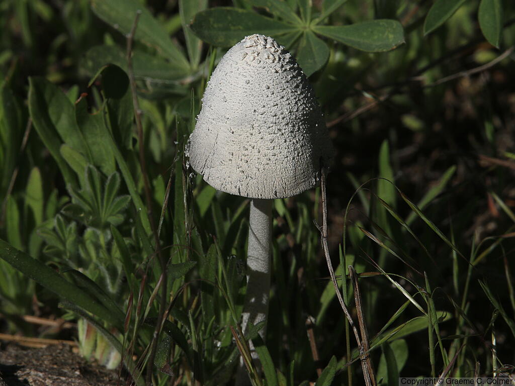 Shaggy Mane (Coprinus comatus) - Shaggy Mane