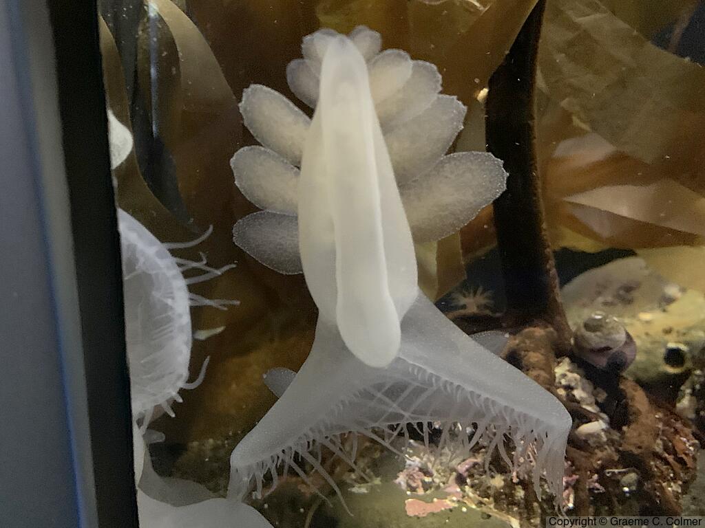 Lion Nudibranch (Melibe leonina) - Adult