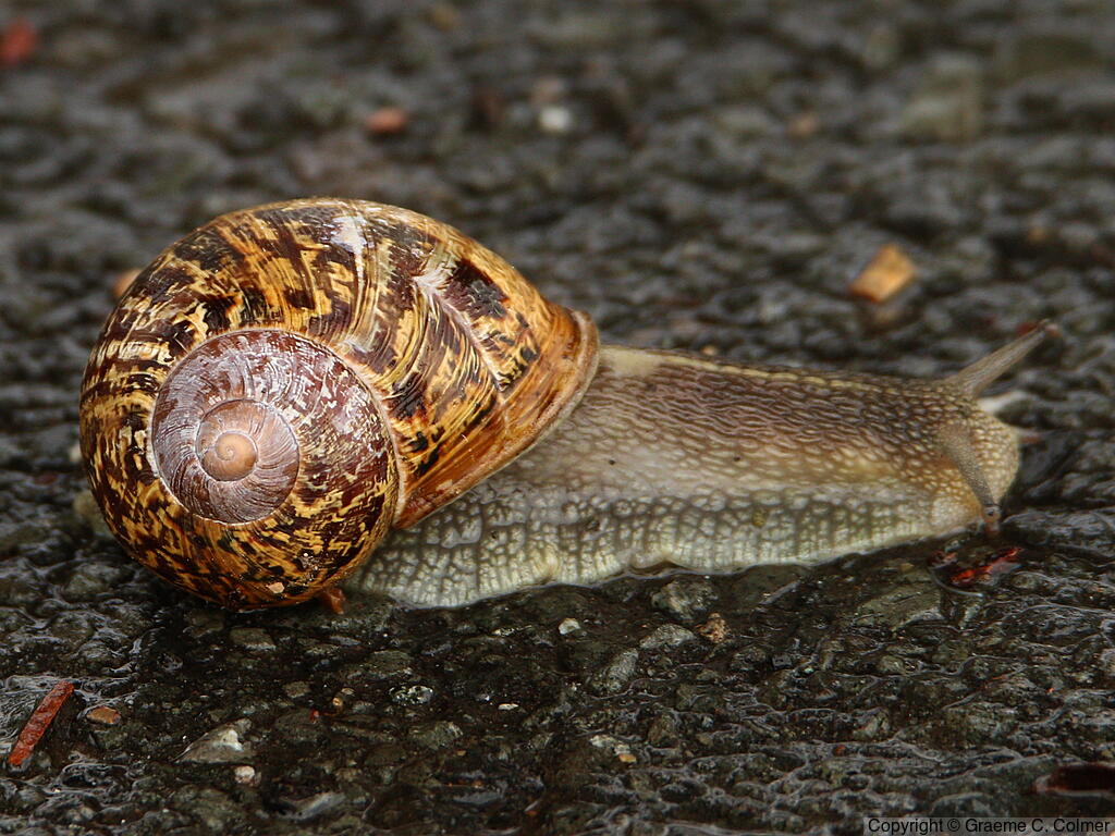 Brown Gardensnail (Helix aspersa) - Adult