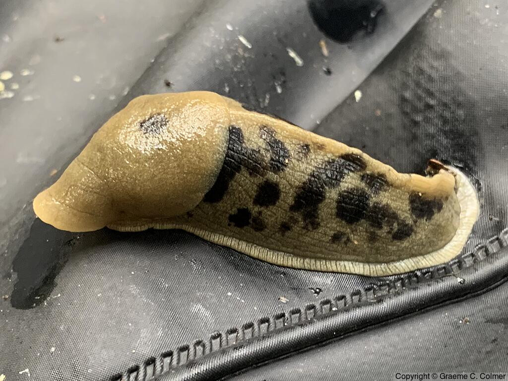Pacific Bananaslug (Ariolimax columbianus) - Adult