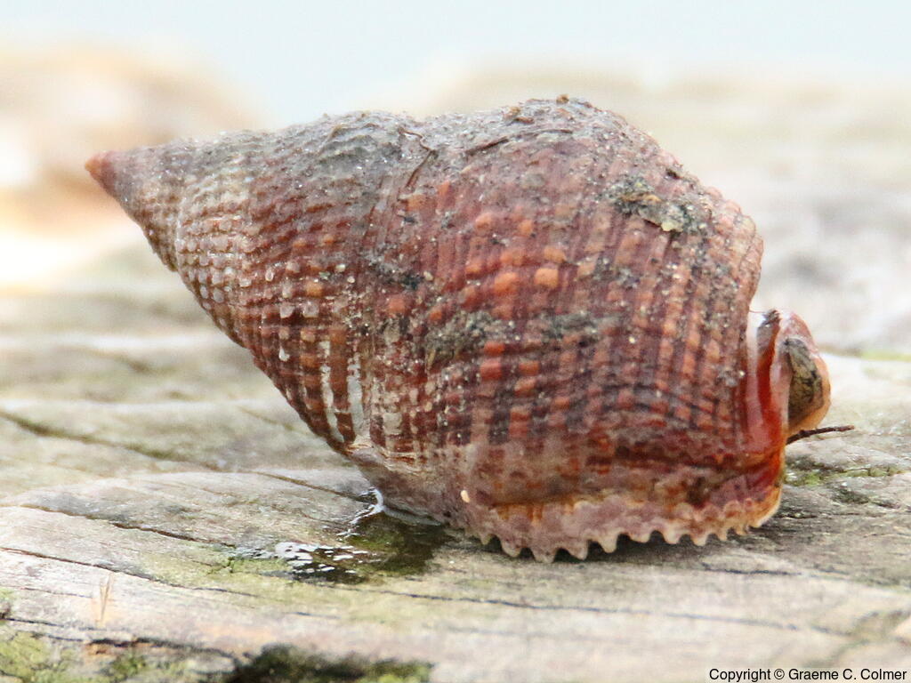 Channeled Nassa (Nassarius fossatus) - Adult