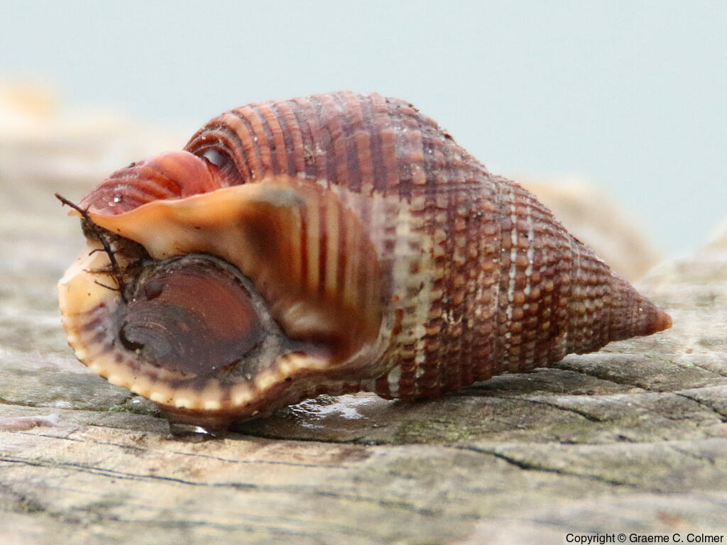 Channeled Nassa (Nassarius fossatus) - Adult