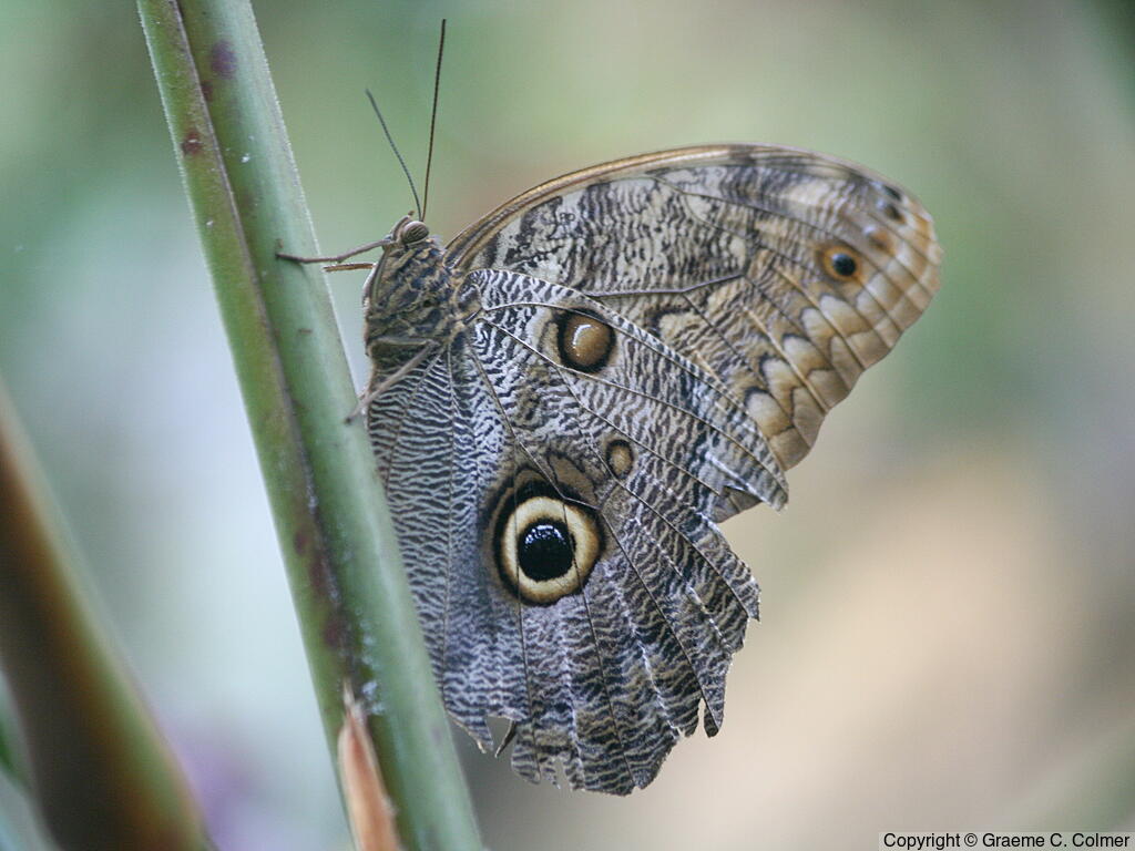 Brazilian Owl (Caligo brasiliensis) - Adult