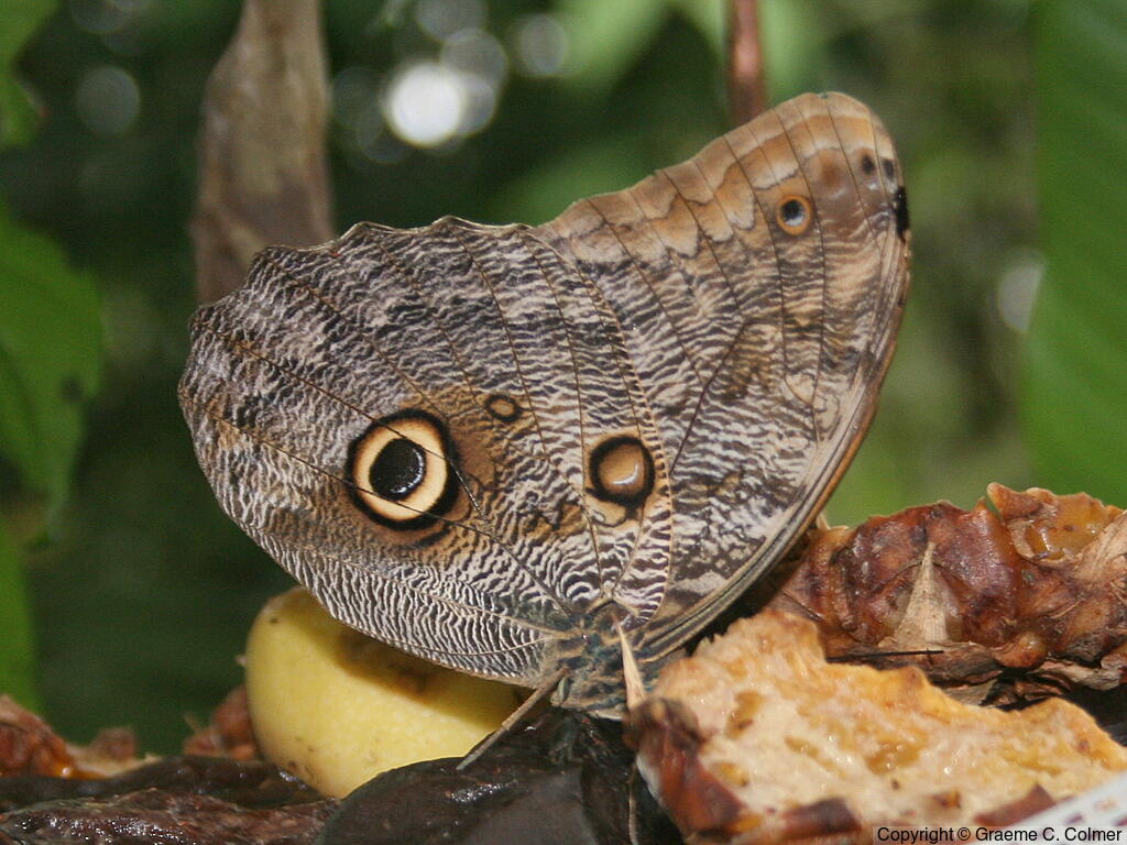 Brazilian Owl (Caligo brasiliensis) - Adult