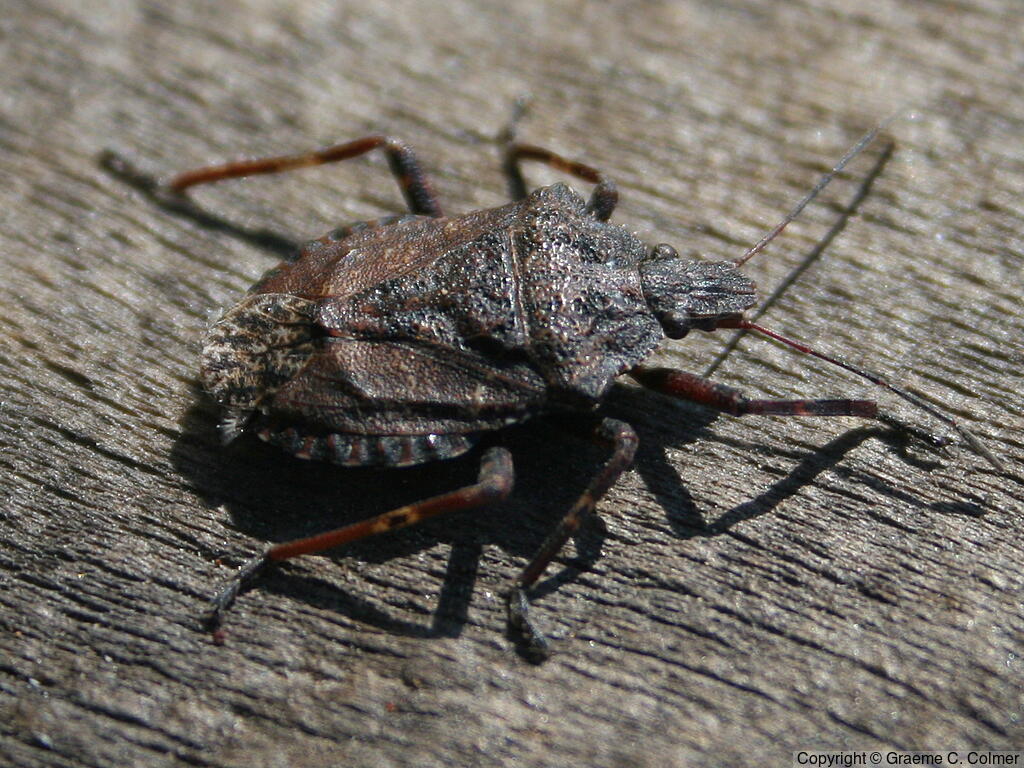 Brochymena affinis - Adult
