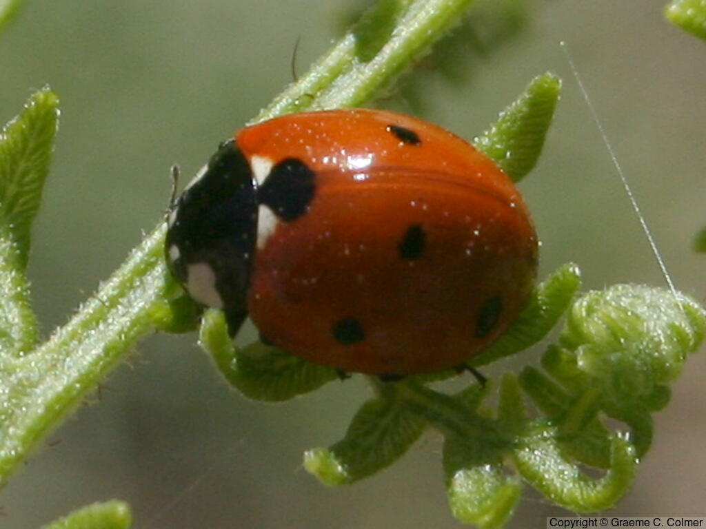 Sevenspotted Lady Beetle (Coccinella septempunctata) - Adult