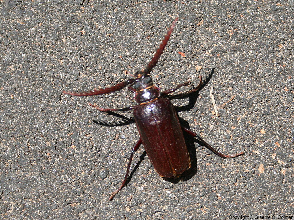 California Prionus (Prionus californicus) - Adult