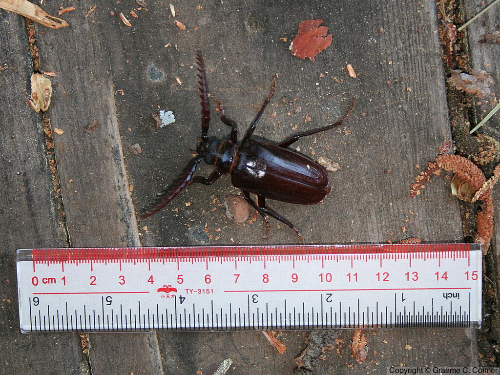 California Prionus (Prionus californicus) - Adult