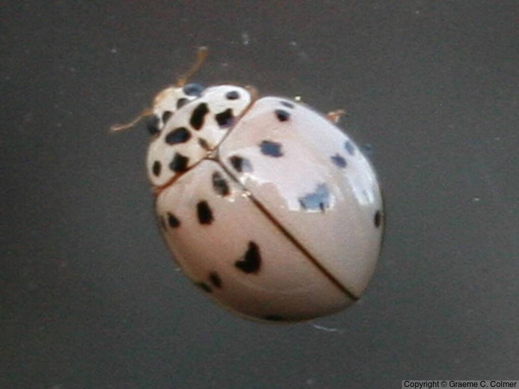 Olla v-nigrum - Adult