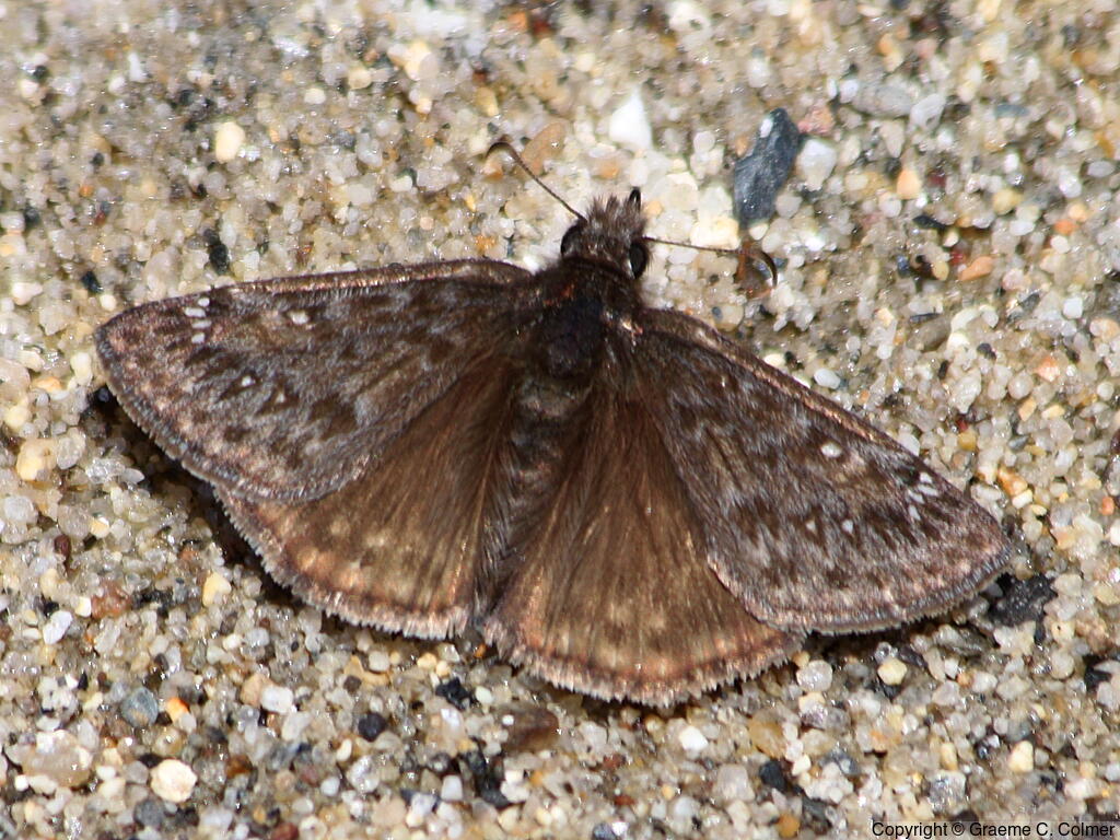 Propertius Duskywing (Erynnis propertius) - Adult