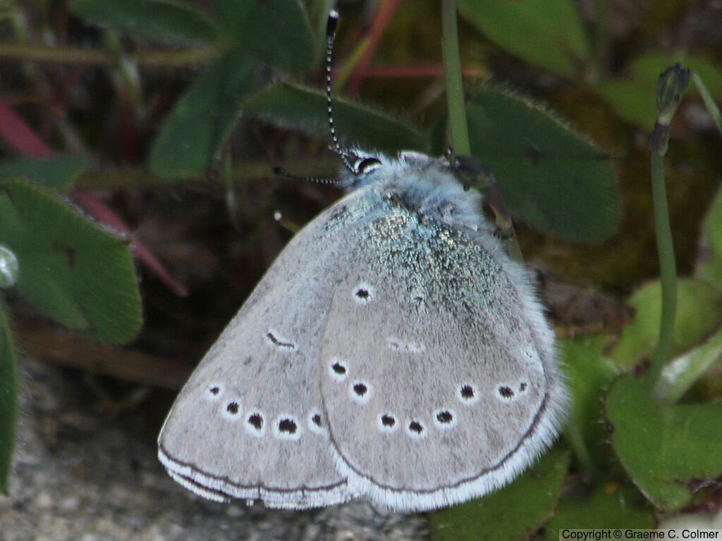 Silvery Blue (Glaucopsyche lygdamus) - Adult