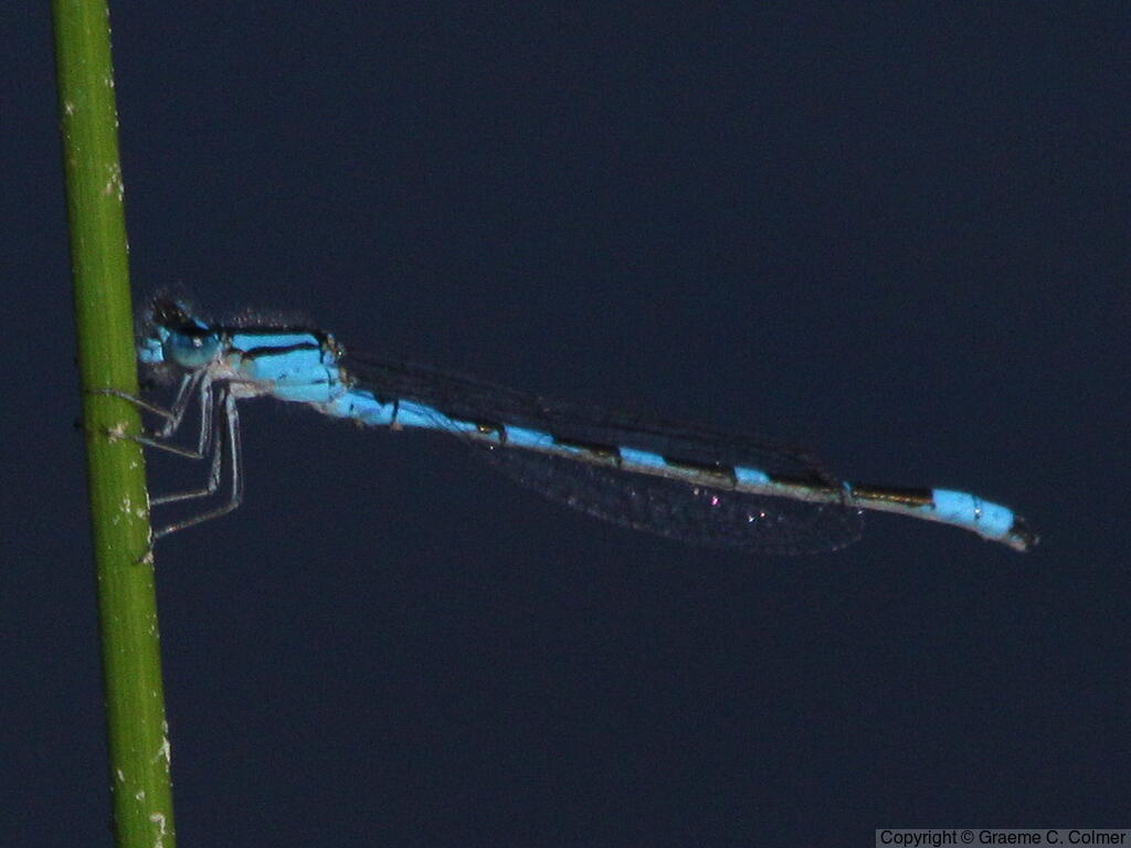 Common Blue Damselfly (Enallagma cyathigerum) - Adult
