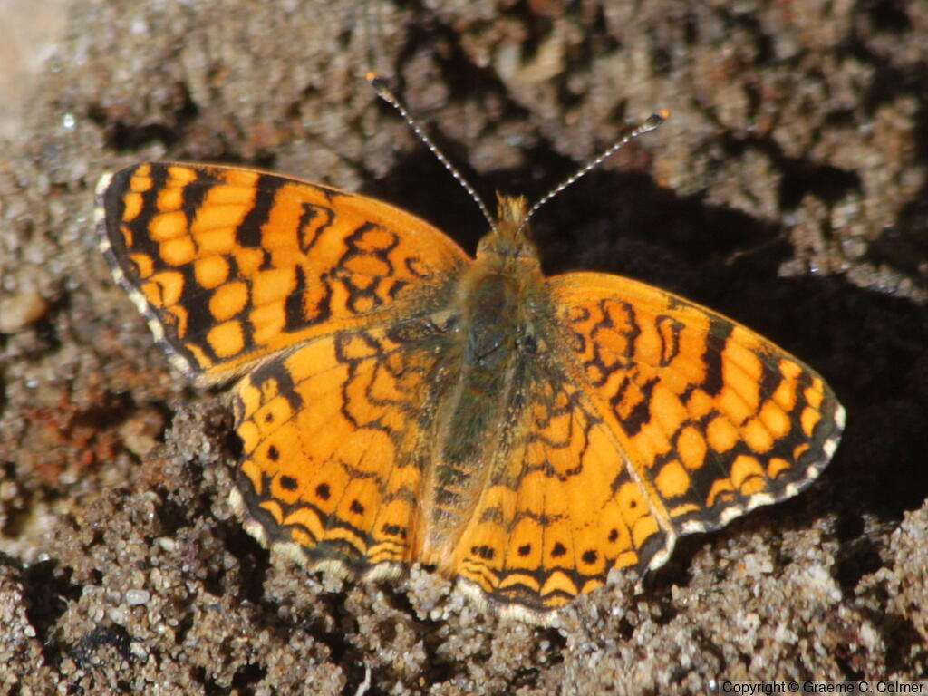 Mylitta Crescent (Phyciodes mylitta) - Adult
