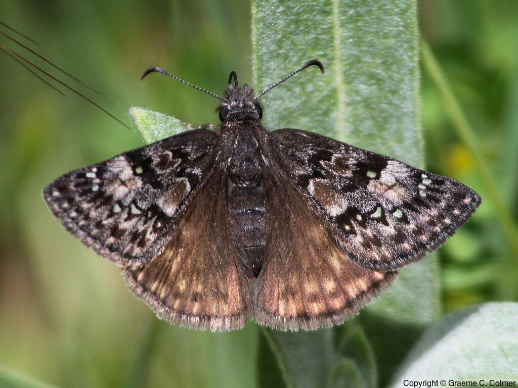 Propertius Duskywing (Erynnis propertius) - Adult