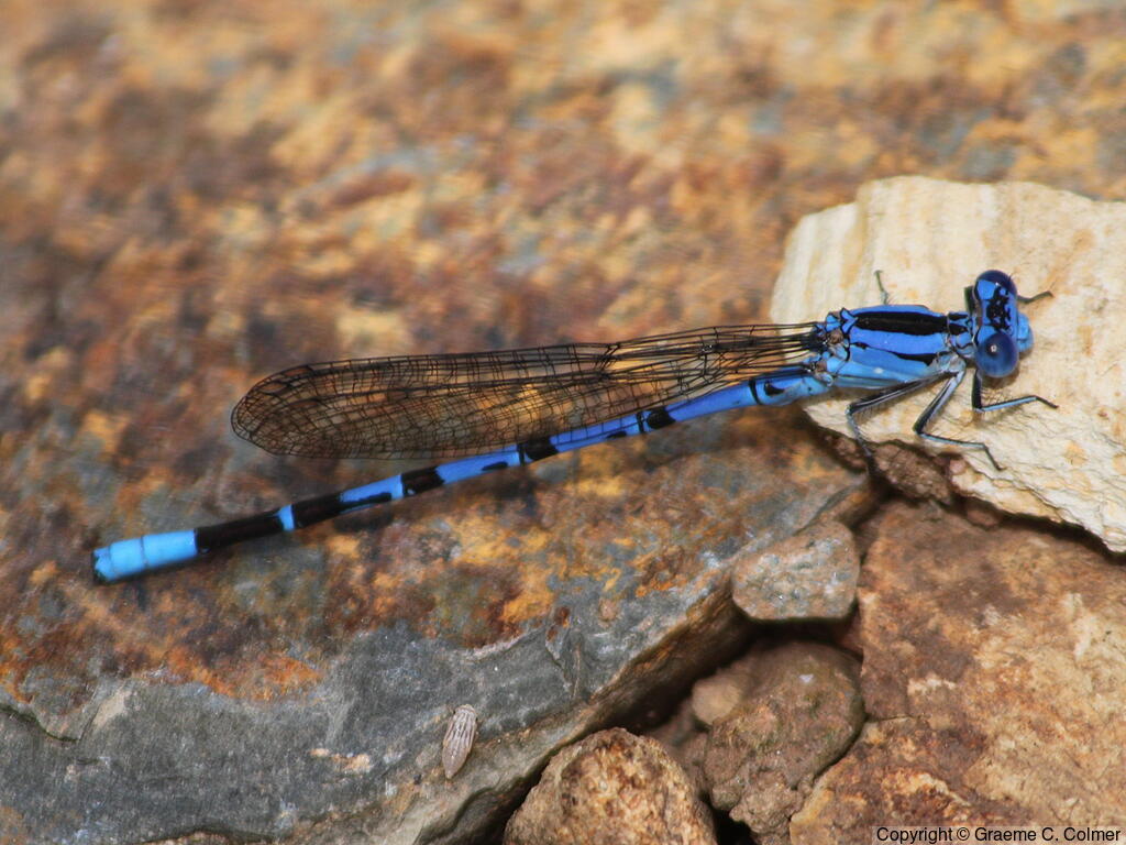 Common Blue Damselfly (Enallagma cyathigerum) - Adult