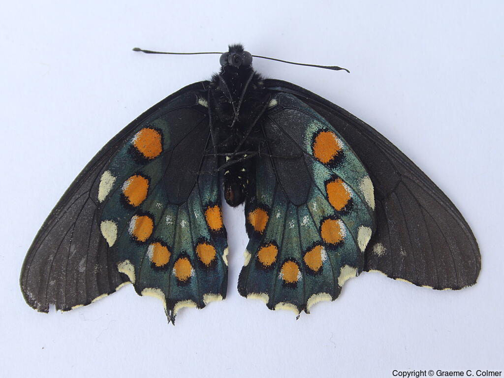 Pipevine Swallowtail (Battus philenor) - Underside