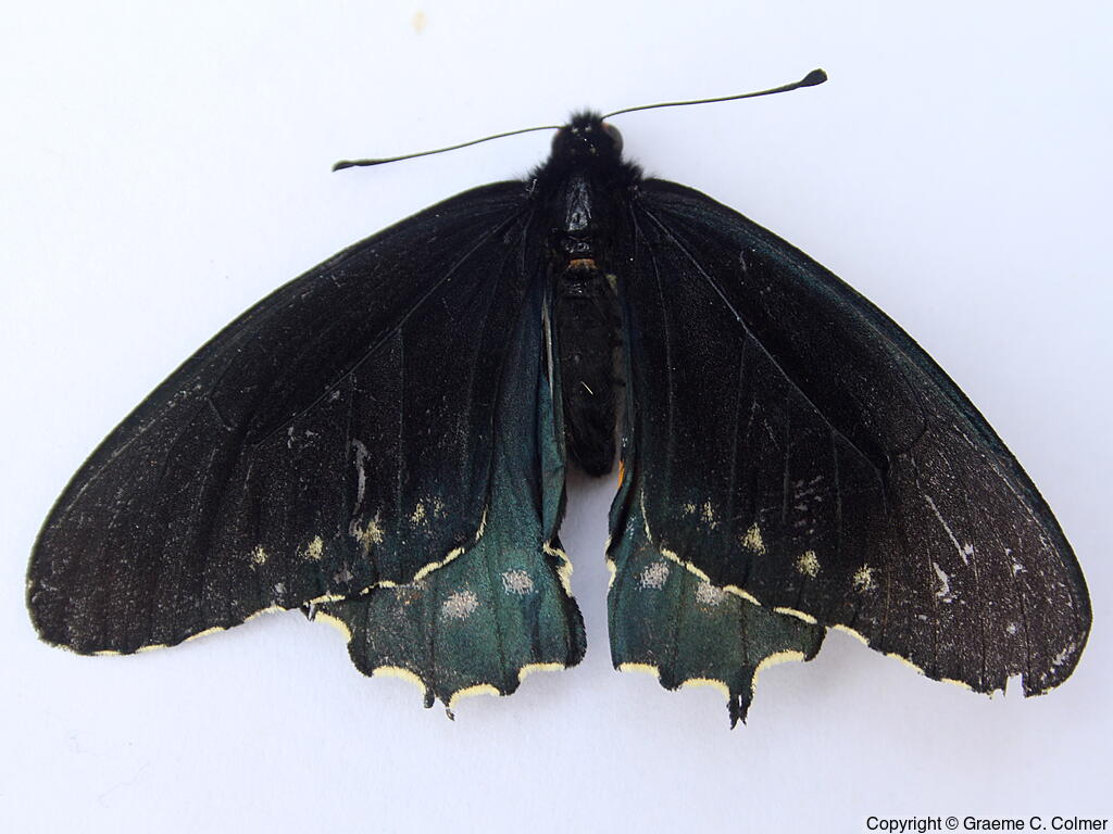 Pipevine Swallowtail (Battus philenor) - Upperside