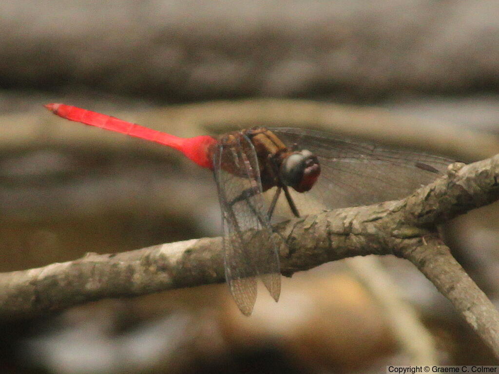 Fiery Skimmer (Orthetrum villosovittatum) - Adult