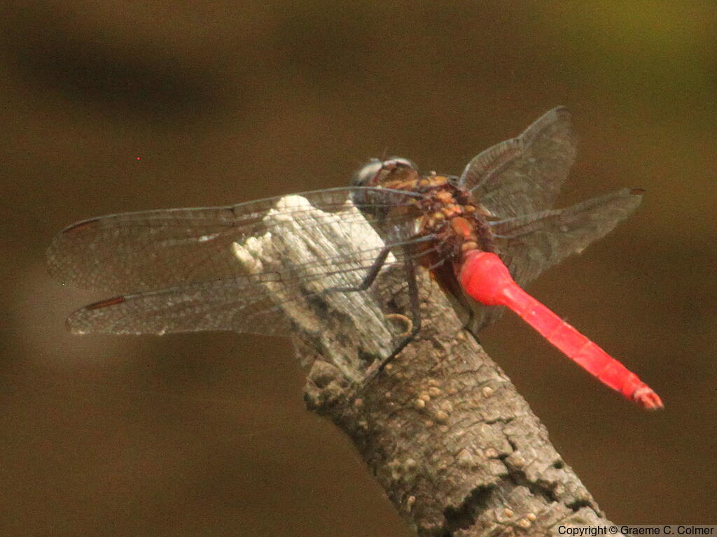 Fiery Skimmer (Orthetrum villosovittatum) - Adult