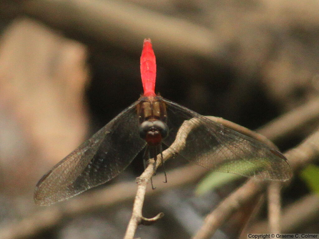 Fiery Skimmer (Orthetrum villosovittatum) - Adult