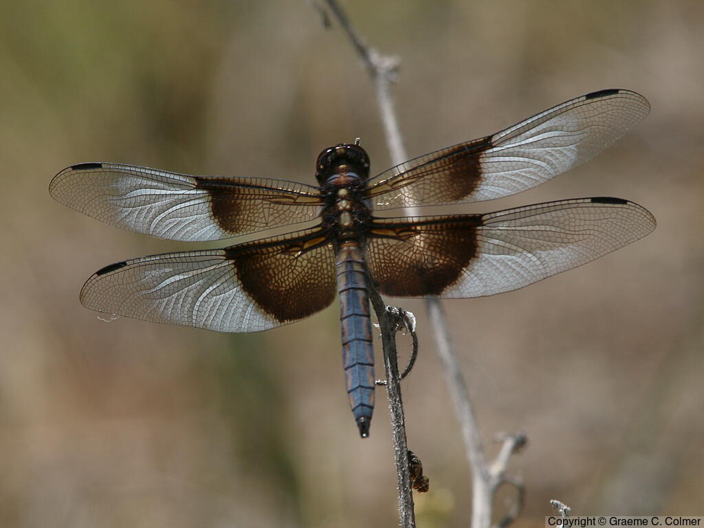 Widow Skimmer (Libellula luctuosa) - Adult male