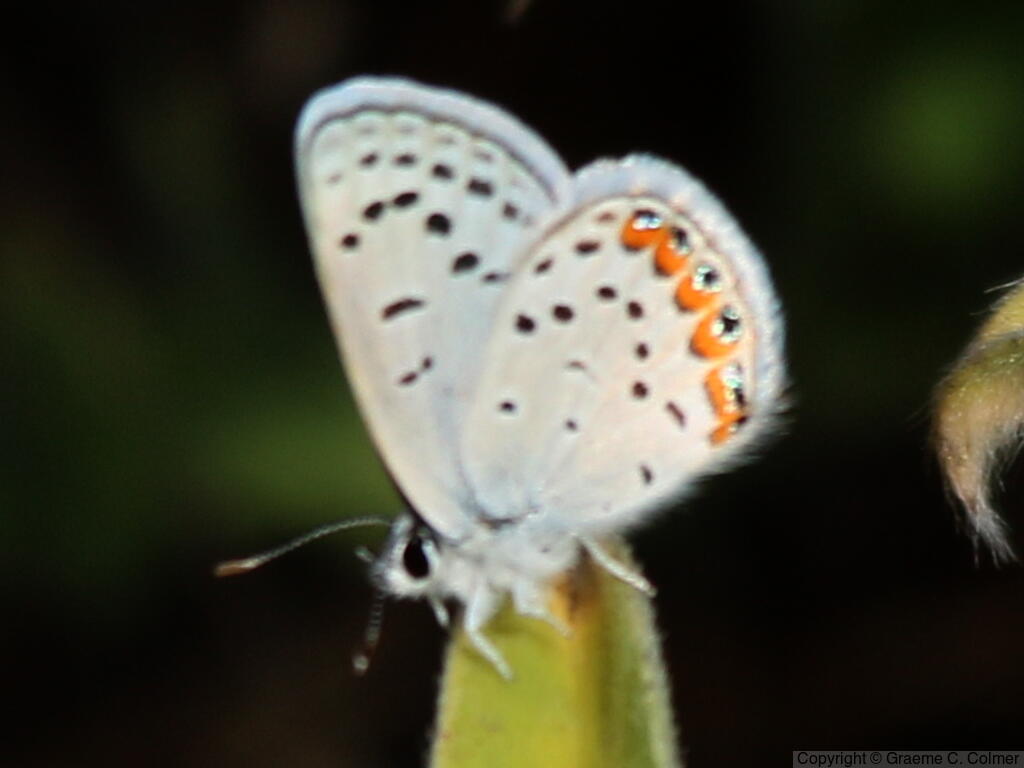 Acmon Blue (Icaricia acmon) - Adult