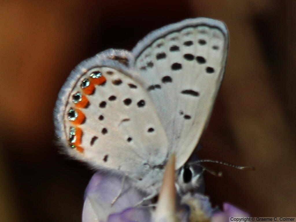 Acmon Blue (Icaricia acmon) - Adult