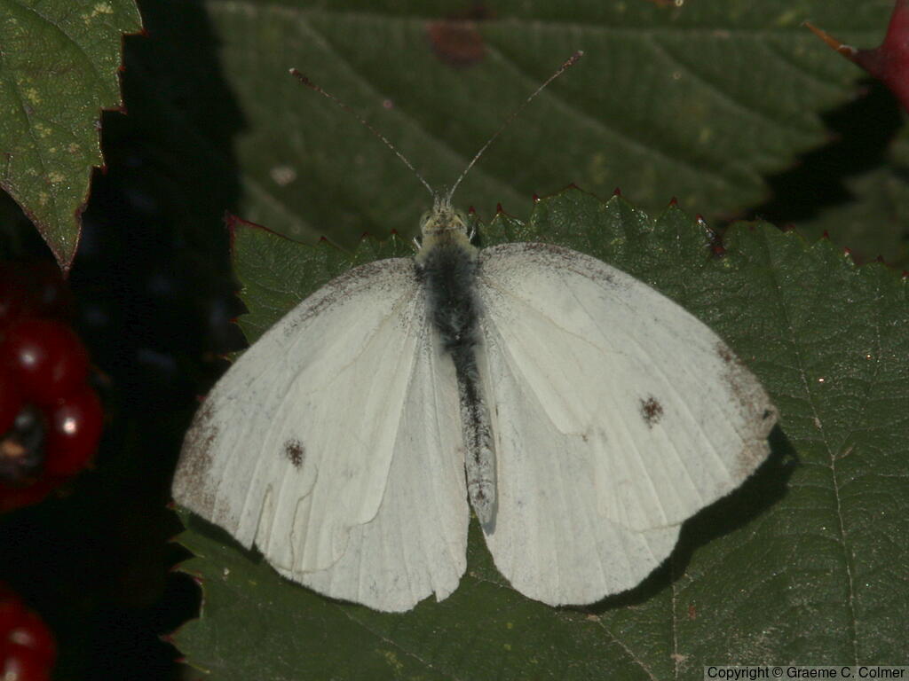 Cabbage White (Pieris rapae) - Adult