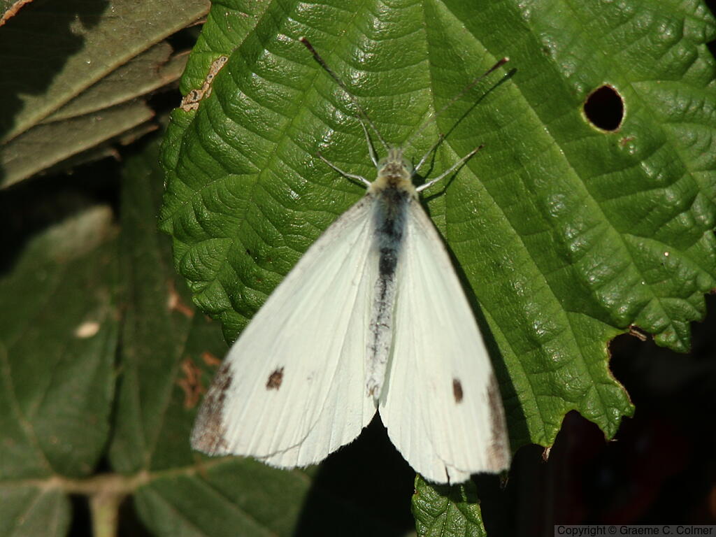 Cabbage White (Pieris rapae) - Adult