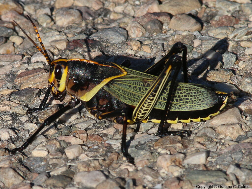 Romalea microptera - Adult