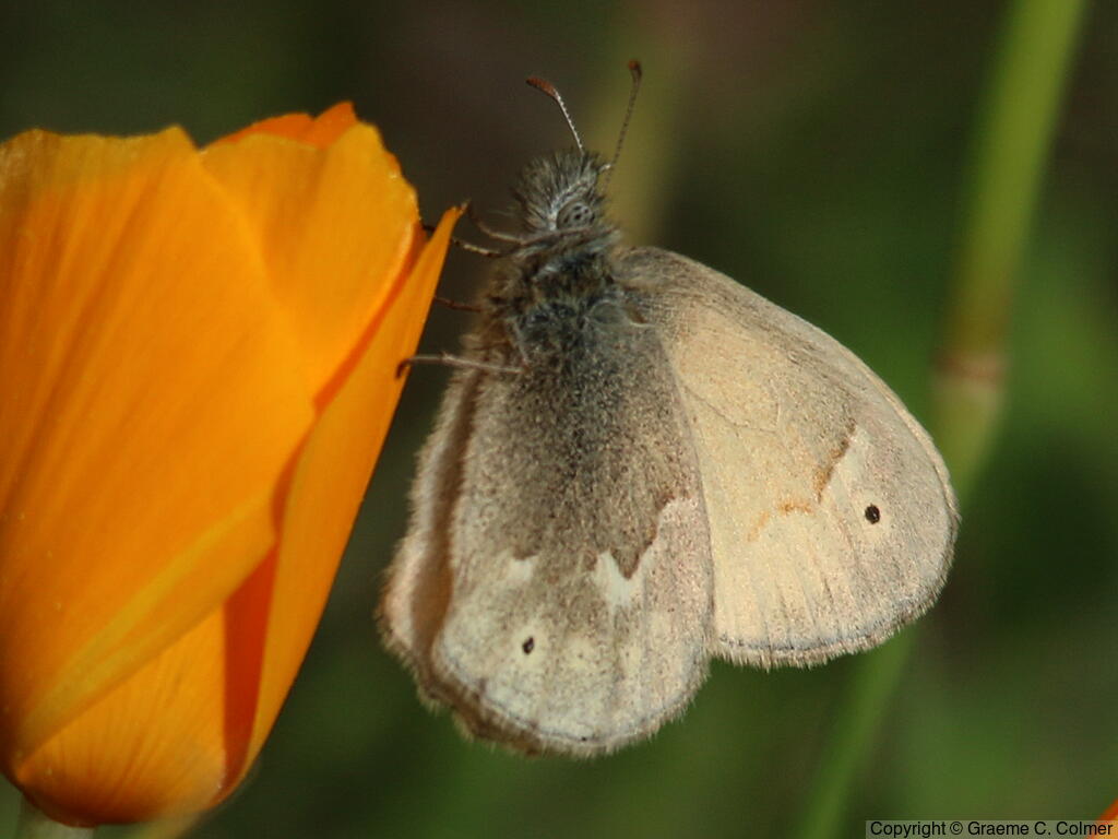 Common Ringlet (Coenonympha tullia) - Adult
