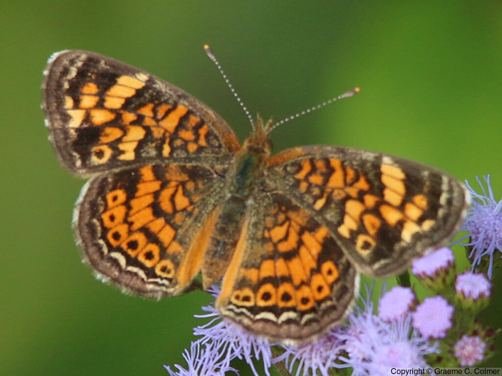 Phaon Crescent (Phyciodes phaon) - Adult